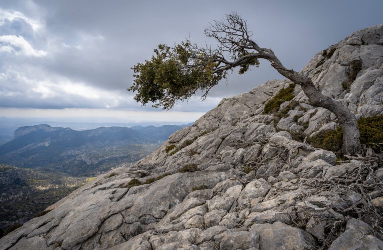 Peaster: The Importance of Resilience in Overcoming Trauma
